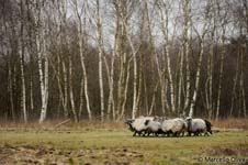 Sheeps, Pecore
