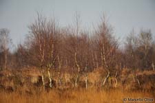 Trees, Alberi
