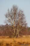 Trees, Alberi