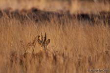 Roe deer, Capriolo - Capreolus capreolus