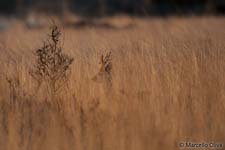 Roe deer, Capriolo - Capreolus capreolus