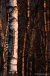 Trees, Alberi