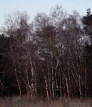 Trees, Alberi