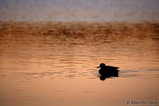 Duck in the sunset, anatra nel tramonto