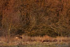 Roe deer, Capriolo - Capreolus capreolus