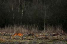 Hare, Lepre - Lepus