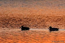 Ducks in the sunset, anatre nel tramonto
