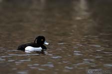 Tufted Duck, Moretta dal Ciuffo - Aythya fuligula