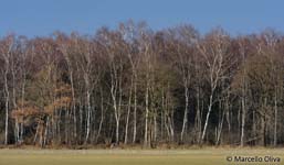 Landscape, paesaggio