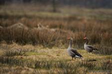 Greylag Goose, Oca selvatica - Anser anser