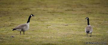 Canada Goose, Oca del canada - Branta canadensis