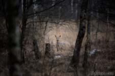 Roe deer, Capriolo - Capreolus capreolus