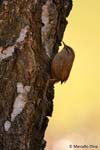 Troglodytes, Scricciolo - Troglodytes