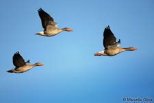 Greylag Goose, Oca selvatica - Anser anser