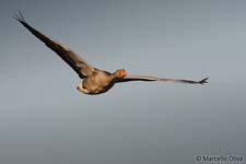 Greylag Goose, Oca selvatica - Anser anser