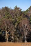 Landscape, paesaggio