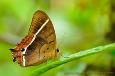 Amazon Rainforest - Foresta Amazzonica