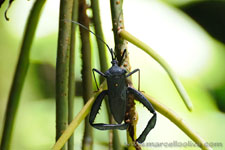 Amazon Rainforest - Foresta Amazzonica