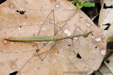 Amazon Rainforest - Foresta Amazzonica