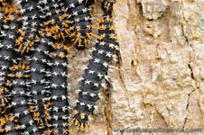 Amazon Rainforest - Foresta Amazzonica