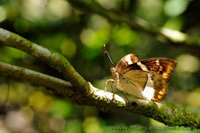 Amazon Rainforest - Foresta Amazzonica