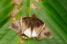Amazon Rainforest - Foresta Amazzonica