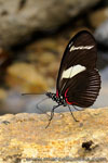 Amazon Rainforest - Foresta Amazzonica