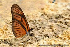 Amazon Rainforest - Foresta Amazzonica
