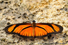 Amazon Rainforest - Foresta Amazzonica