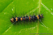 Amazon Rainforest - Foresta Amazzonica