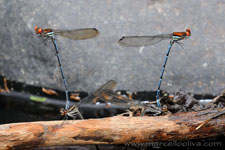 Amazon Rainforest - Foresta Amazzonica