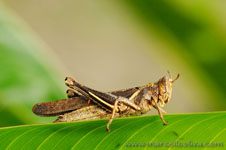 Amazon Rainforest - Foresta Amazzonica