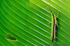 Amazon Rainforest - Foresta Amazzonica