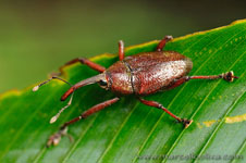 Amazon Rainforest - Foresta Amazzonica