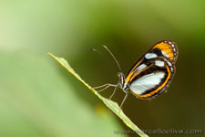 Amazon Rainforest - Foresta Amazzonica