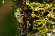 Amazon Rainforest - Foresta Amazzonica