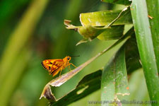 Amazon Rainforest - Foresta Amazzonica