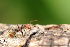Amazon Rainforest - Foresta Amazzonica