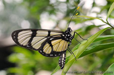 Amazon Rainforest - Foresta Amazzonica
