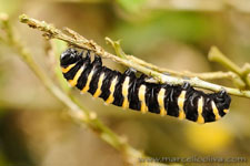 Amazon Rainforest - Foresta Amazzonica