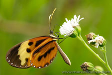 Amazon Rainforest - Foresta Amazzonica