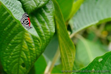 Amazon Rainforest - Foresta Amazzonica