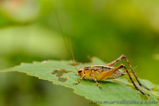 Amazon Rainforest - Foresta Amazzonica