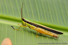 Amazon Rainforest - Foresta Amazzonica