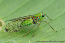 Amazon Rainforest - Foresta Amazzonica