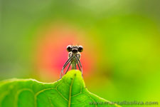 Amazon Rainforest - Foresta Amazzonica