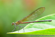 Amazon Rainforest - Foresta Amazzonica