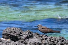 Brown Noddy - Sterna stolida bruna, Anous stolidus