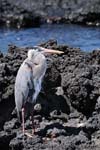 Great Blue Heron - Airone azzurro maggiore, Ardea herodias