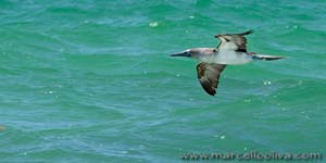 Blue footed booby - Sula dai piedi azzurri, Sula nebouxii